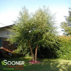 HERITAGE® RIVER BIRCH -Deals Tend Twig Store DETA 10