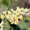 HONEYCOMB BUTTERFLY BUSH