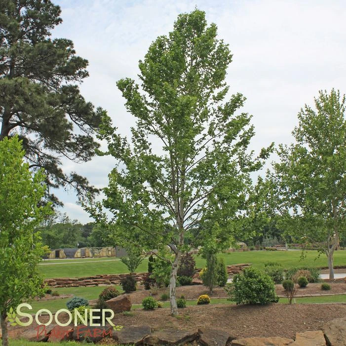 BLOODGOOD LONDON PLANETREE 2 BLOODGOOD LONDON PLANETREE - Image 2