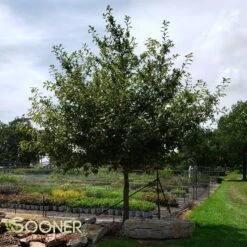 BLACKGUM -Deals Tend Twig Store DETA 12