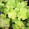 LIME MARMALADE CORAL BELLS