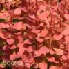 ORANGE ROCKET BARBERRY