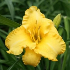 KEY LARGO MOONâ„¢ KOKOMOâ„¢ DAYLILY