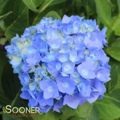 NANTUCKET BLUE™ HYDRANGEA -Deals Tend Twig Store DETA 1510