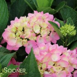 LET'S DANCE® MOONLIGHT HYDRANGEA -Deals Tend Twig Store DETA 1545