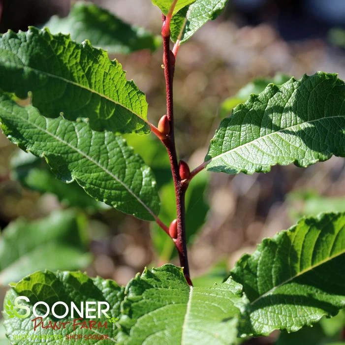 FRENCH PINK PUSSY WILLOW 1 FRENCH PINK PUSSY WILLOW
