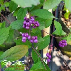 PURPLE PRIDE BEAUTYBERRY