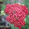 RED VELVET YARROW