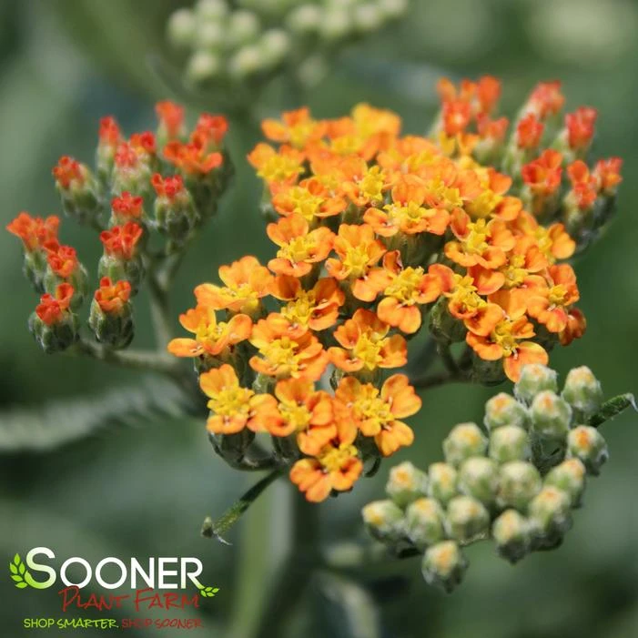 TERRA COTTA YARROW 2 TERRA COTTA YARROW - Image 2