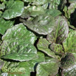 CATLIN'S GIANT AJUGA -Deals Tend Twig Store DETA 1723