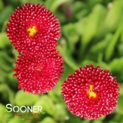 POMPONETTE ENGLISH DAISY MIX -Deals Tend Twig Store DETA 1732