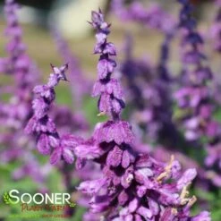 SANTA BARBARA MEXICAN SAGE