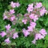 PINK CHINTZ CREEPING THYME