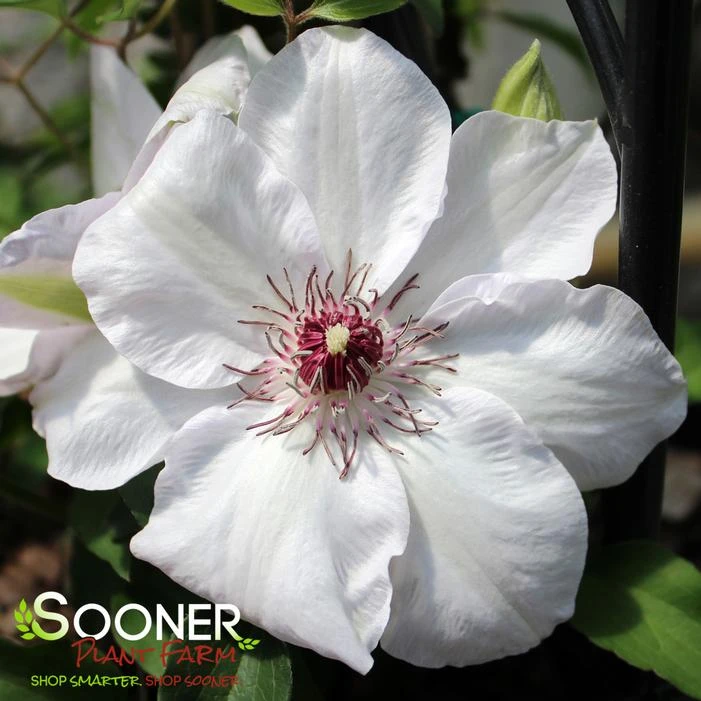 MISS BATEMAN CLEMATIS 1 MISS BATEMAN CLEMATIS