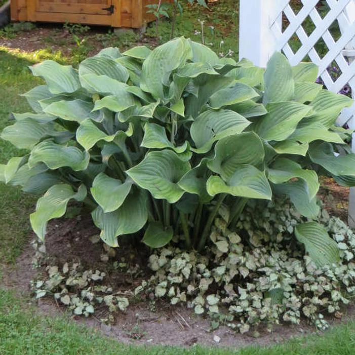 KROSSA REGAL HOSTA 2 KROSSA REGAL HOSTA - Image 2