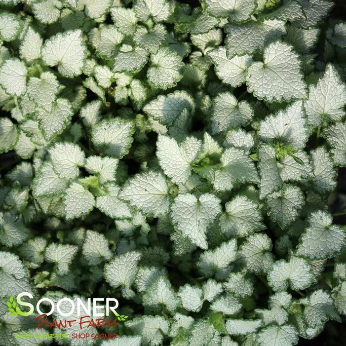 ORCHID FROST SPOTTED DEADNETTLE 1 ORCHID FROST SPOTTED DEADNETTLE