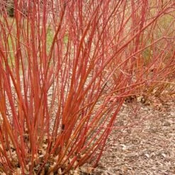 BAILEY RED TWIG DOGWOOD