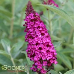 MISS MOLLY BUTTERFLY BUSH -Deals Tend Twig Store DETA 2101