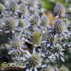 BLUE HOBBIT SEA HOLLY -Deals Tend Twig Store DETA 2113