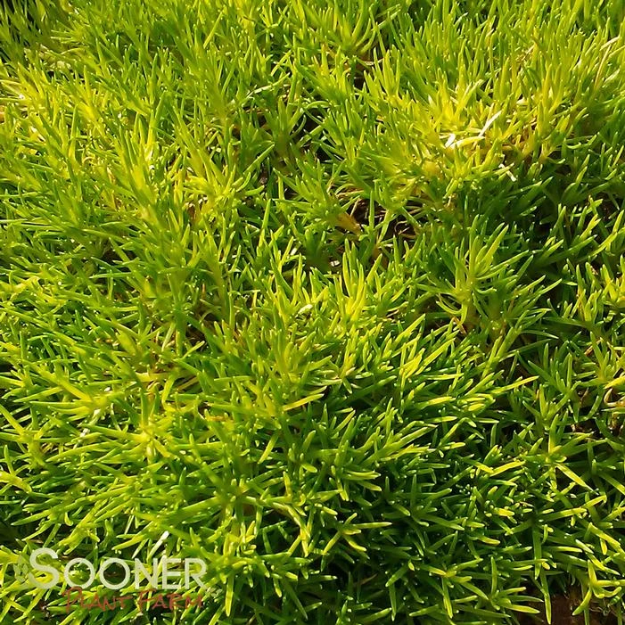 SCOTCH MOSS 2 SCOTCH MOSS - Image 2
