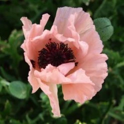 HELEN ELIZABETH ORIENTAL POPPY