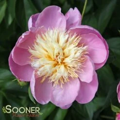 BOWL OF BEAUTY GARDEN PEONY 5 BOWL OF BEAUTY GARDEN PEONY -Deals Tend Twig Store DETA 2166
