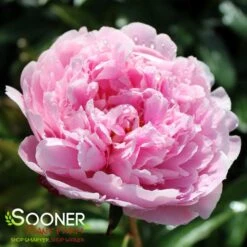 SARAH BERNHARDT GARDEN PEONY