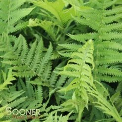 OSTRICH FERN 5 OSTRICH FERN -Deals Tend Twig Store DETA 2179