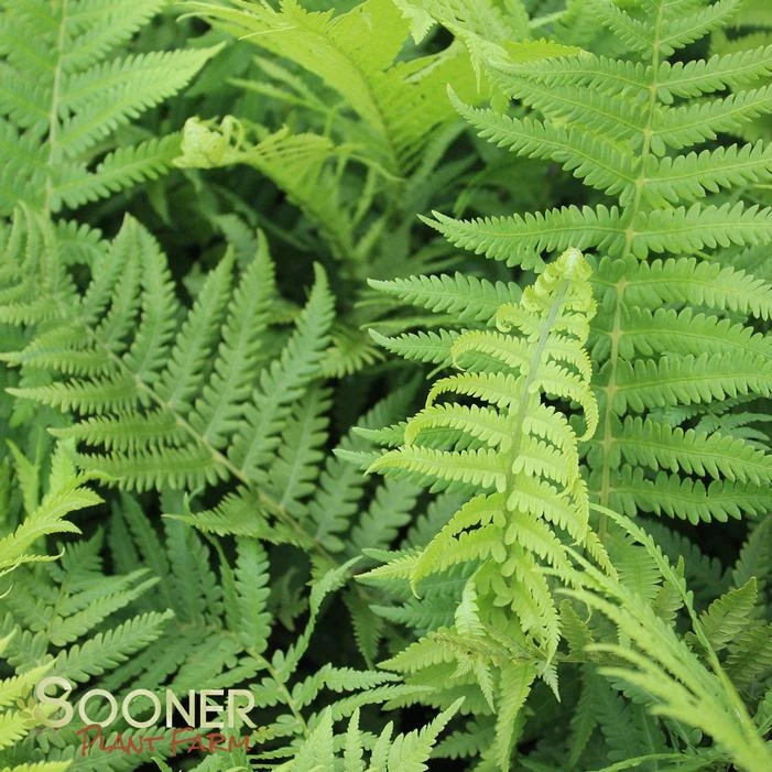 OSTRICH FERN 3 OSTRICH FERN - Image 3