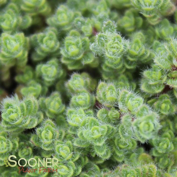 WOOLLY THYME 1 WOOLLY THYME