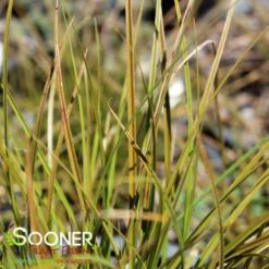 ORANGE NEW ZEALAND SEDGE