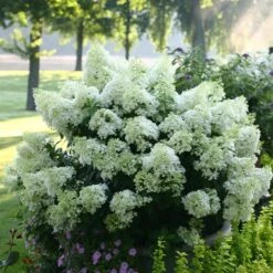 BOBO® HYDRANGEA -Deals Tend Twig Store DETA 2290