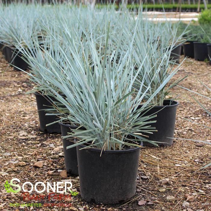 BLUE DUNE LYME GRASS 1 BLUE DUNE LYME GRASS