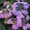 TUFF STUFF™ HYDRANGEA