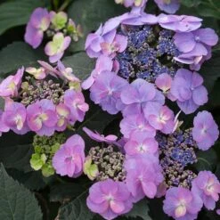 TUFF STUFFâ„¢ HYDRANGEA