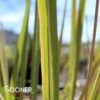 HARDY PAMPAS GRASS