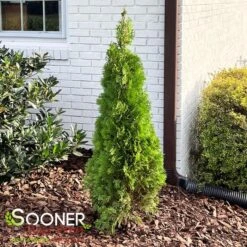 NORTH POLE® ARBORVITAE -Deals Tend Twig Store DETA 2595