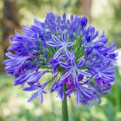 HEADBOURNE LILY OF THE NILE