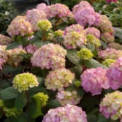 ENDLESS SUMMER® BLOOMSTRUCK® HYDRANGEA