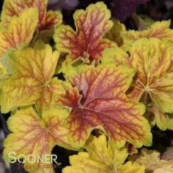 DELTA DAWN CORAL BELLS -Deals Tend Twig Store DETA 2695