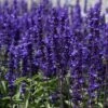 VICTORIA BLUE SAGE