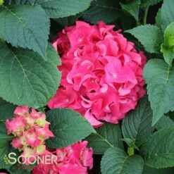 FUCHSIA GLOW™ HYDRANGEA -Deals Tend Twig Store DETA 2820