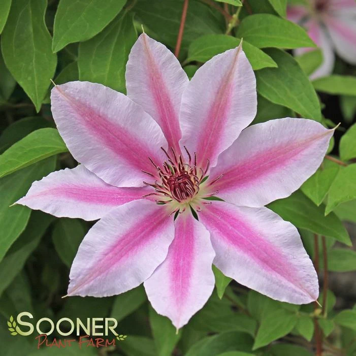 NELLY MOSER CLEMATIS 2 NELLY MOSER CLEMATIS - Image 2