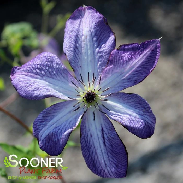VITICELLA VENOSA VIOLACEA CLEMATIS 1 VITICELLA VENOSA VIOLACEA CLEMATIS