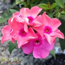 CORAL CRÈME DROP™ GARDEN PHLOX 5 CORAL CRÈME DROP™ GARDEN PHLOX -Deals Tend Twig Store DETA 2868