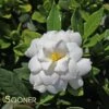 DOUBLE MINT GARDENIA