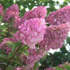 STRAWBERRY SUNDAE® HYDRANGEA -Deals Tend Twig Store DETA 2912