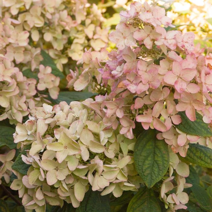 WHITE DIAMONDS® HYDRANGEA 1 WHITE DIAMONDS® HYDRANGEA