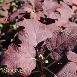 GATSBY MOON® OAKLEAF HYDRANGEA -Deals Tend Twig Store DETA 2957