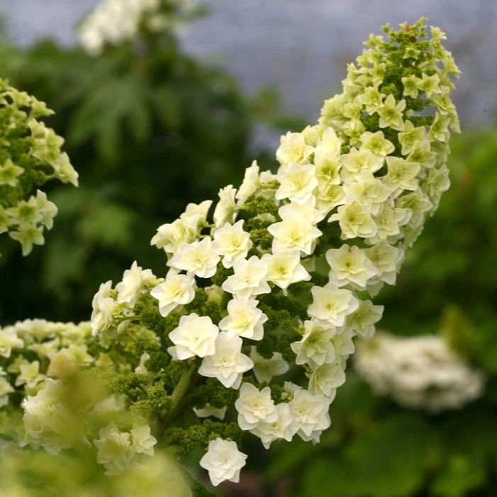 GATSBY STAR® OAKLEAF HYDRANGEA 1 GATSBY STAR® OAKLEAF HYDRANGEA